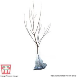 Apricot 'Flavorcot'&reg; -NAOMI Plant Shop APRI CWW3222 D