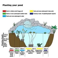 Ranunculus Aquatilis (Oxygenating Aquatic) -NAOMI Plant Shop AQUATIC IMAGE B h 39