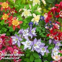 Perennial Eternal Flowering Collection -NAOMI Plant Shop AQUI MRSSCOELL L243632021