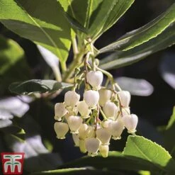 Arbutus Unedo 'Compacta' -NAOMI Plant Shop ARBU T13932 A1