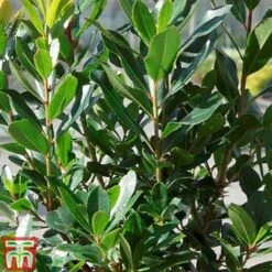Arbutus Unedo 'Compacta' -NAOMI Plant Shop ARBU T13932 C1
