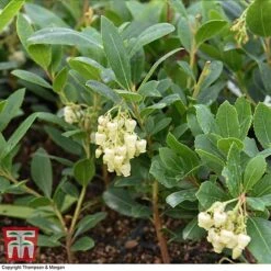 Arbutus Unedo 'Compacta' -NAOMI Plant Shop ARBU T28586 A1