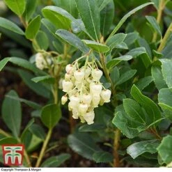 Arbutus Unedo 'Compacta' -NAOMI Plant Shop ARBU T28587 A1