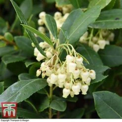 Arbutus Unedo 'Compacta' -NAOMI Plant Shop ARBU T28588 A1
