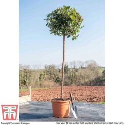 Arbutus Unedo -NAOMI Plant Shop ARBU T58130 L