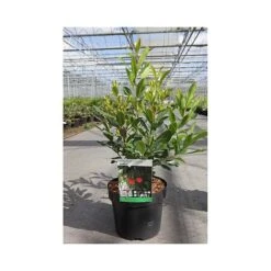 Arbutus Unedo 'Compacta' -NAOMI Plant Shop ARBU T66053 A h