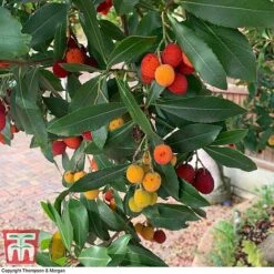 Arbutus Unedo F. Rubra -NAOMI Plant Shop ARBU T66053 C1