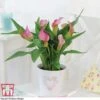 Arum Lily (Pink) (House Plant)