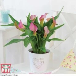 Arum Lily (Pink) (House Plant)