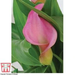 Arum Lily (Pink) (House Plant) -NAOMI Plant Shop ARUM TKA2961 C