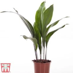 Aspidistra Elatior -NAOMI Plant Shop ASPI TKA2850 A