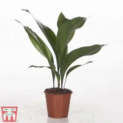 Aspidistra Elatior -NAOMI Plant Shop ASPI TKA2850 B