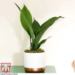 Aspidistra Elatior -NAOMI Plant Shop ASPI TKA2850 G
