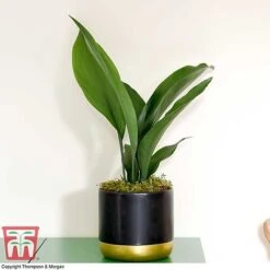 Aspidistra Elatior -NAOMI Plant Shop ASPI TKA2850 H