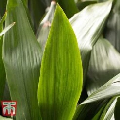 Aspidistra Elatior -NAOMI Plant Shop ASPI TKA2850 L