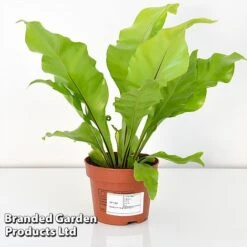 Asplenium Nidus -NAOMI Plant Shop ASPL NIDUS12CM T44485