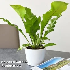 Asplenium Nidus -NAOMI Plant Shop ASPL NIDUS T44490