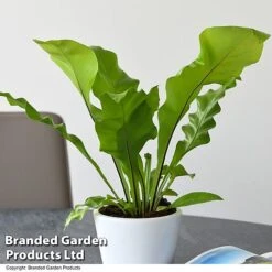 De-humidifying House Plant Collection -NAOMI Plant Shop ASPL NIDUS T44491