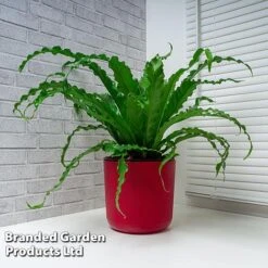Asplenium Antiquum 'Osaka' -NAOMI Plant Shop ASPL OSAKA WKF1159