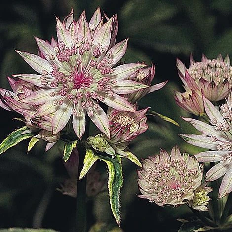 Astrantia Major 1 Astrantia Major