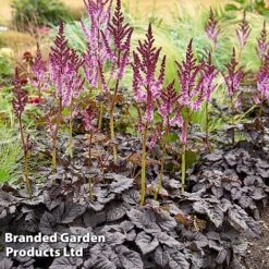 Nurserymans Choice Astilbe -NAOMI Plant Shop ASTI DARKSIDEM H417181