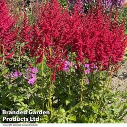 Nurserymans Choice Astilbe -NAOMI Plant Shop ASTI HOTPEARLS S28379
