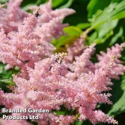 Nurserymans Choice Astilbe -NAOMI Plant Shop ASTI LOOKATME L06779