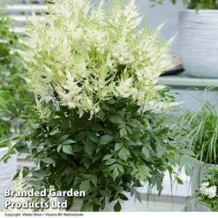 Nurserymans Choice Astilbe -NAOMI Plant Shop ASTI MOJITO S25072