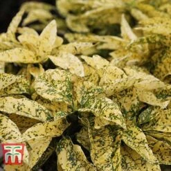 Aucuba Japonica 'Crotonifolia' -NAOMI Plant Shop AUCU T66058 B