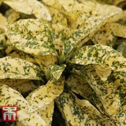 Aucuba Japonica 'Crotonifolia' -NAOMI Plant Shop AUCU T66058 C