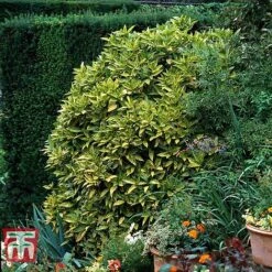 Aucuba Japonica 'Crotonifolia' -NAOMI Plant Shop AUCU T66058 E