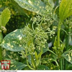 Aucuba Japonica 'Crotonifolia' -NAOMI Plant Shop AUCU T66058 F1