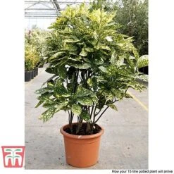 Aucuba Japonica 'Crotonifolia' -NAOMI Plant Shop AUCU T66058 R