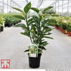 Aucuba Japonica 'Crotonifolia' -NAOMI Plant Shop AUCU T66058 S