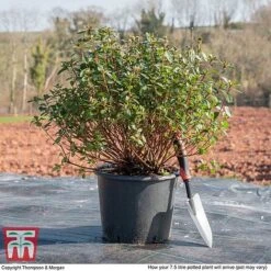 Rhododendron 'Rustica Pink' (Azalea Group) -NAOMI Plant Shop AZAL WKB9203 L