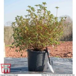 Rhododendron 'Rustica Pink' (Azalea Group) -NAOMI Plant Shop AZAL WKB9203 M