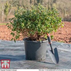 Rhododendron 'Rustica Hybrid Red' (Azalea Group) -NAOMI Plant Shop AZAL WKB9204 L