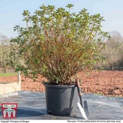 Rhododendron 'Rustica Hybrid Red' (Azalea Group) -NAOMI Plant Shop AZAL WKB9204 M