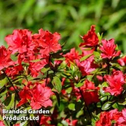 Azalea 'Japanese Red' -NAOMI Plant Shop AZAL JAPANRED L46444