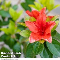 Azalea 'Japanese Red' -NAOMI Plant Shop AZAL STDJAPRED U39305