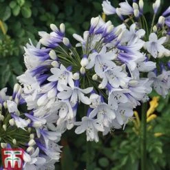 Agapanthus Duo Collection -NAOMI Plant Shop Agapanthus Twister 1 Supp F1