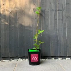 Alder Tree (Alnus Glutinosa) Grown By Cotswold Trees -NAOMI Plant Shop Alder