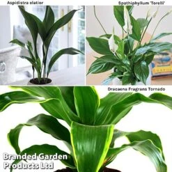 Almost Unkillable Houseplant Collection -NAOMI Plant Shop Almost20Unkillable20House20Plant20Collection WKF1101