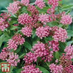 Asclepias Collection -NAOMI Plant Shop Asclepias Cind