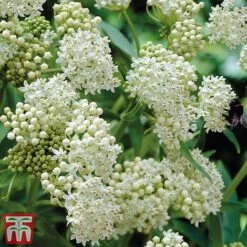 Asclepias Collection -NAOMI Plant Shop Asclepias Ice