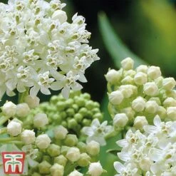 Asclepias Incarnata 'Ice Ballet' -NAOMI Plant Shop Asclepias Ice3
