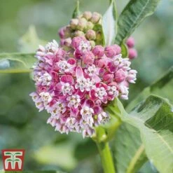 Asclepias Collection -NAOMI Plant Shop Asclepias Soul2
