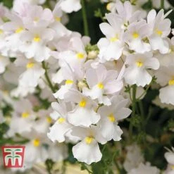 White Hanging Basket Duo -NAOMI Plant Shop BASK T15787 C