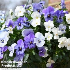Viola 'Ocean Blues Collection' -NAOMI Plant Shop BASK PREPLVIOL T49368