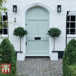 Laurus Nobilis (Standard) -NAOMI Plant Shop BAYT T44505 B